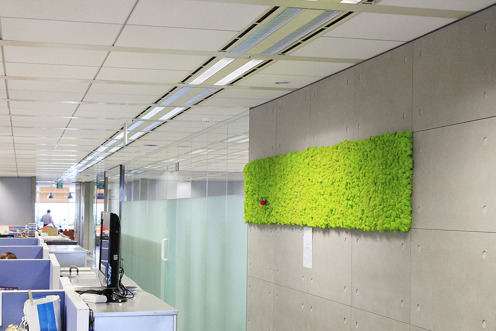 SBS broadcasting station office interior moss wall construction using air purifying plants, Scandia moss, natural moss from Northern Europe