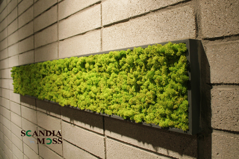 Scandia Moss Project 02 | Scandia Moss framed wall green interior construction - Honey & Buffet Custom made and Scandia Moss Framed