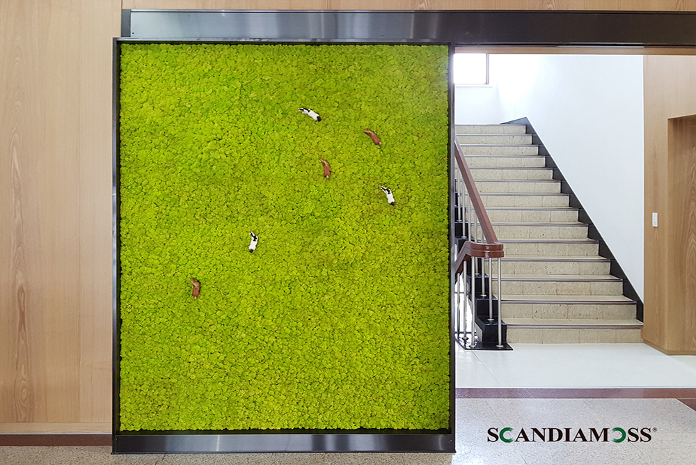 Office hallway wall greening using Scandia Moss panels - Korea Racing Authority