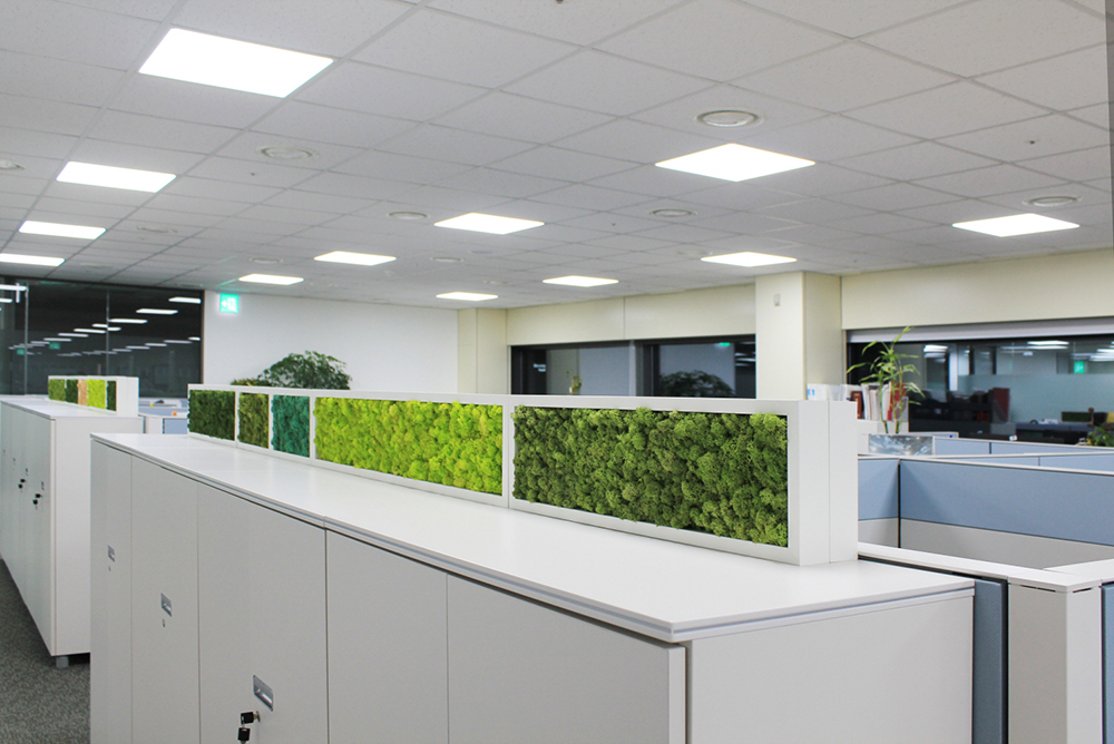 Scandia Moss Project 03 | Office interior using eco-friendly Scandia moss picture frames - Kyowa Kirin Korea Cork panels and Custom production